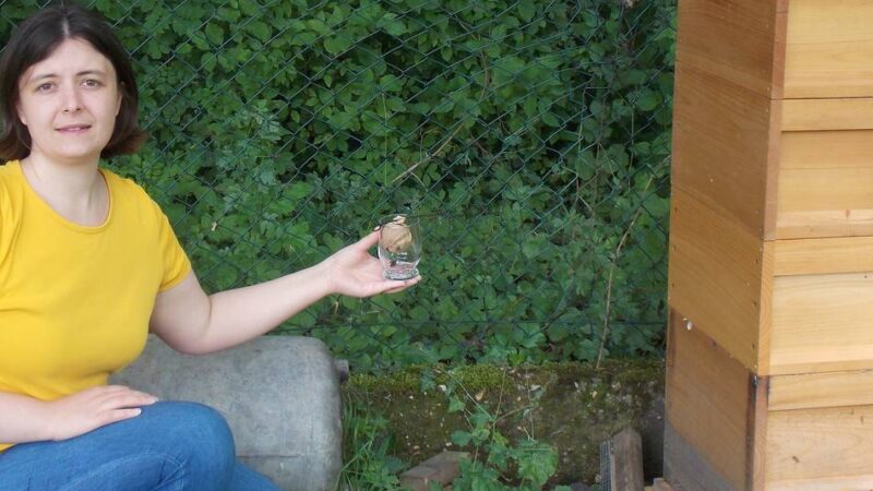 Vortrag in Korschenbroich: Asiatische Hornisse: Weit mehr als nur ein Imkerproblem