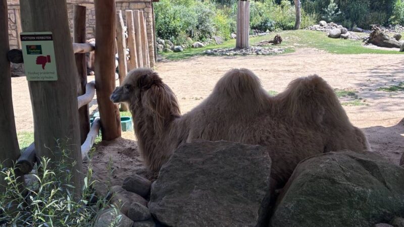 Eisbomben im Klever Tiergarten: So gehen Panda, Trampeltier und Co. mit der Hitzewelle um