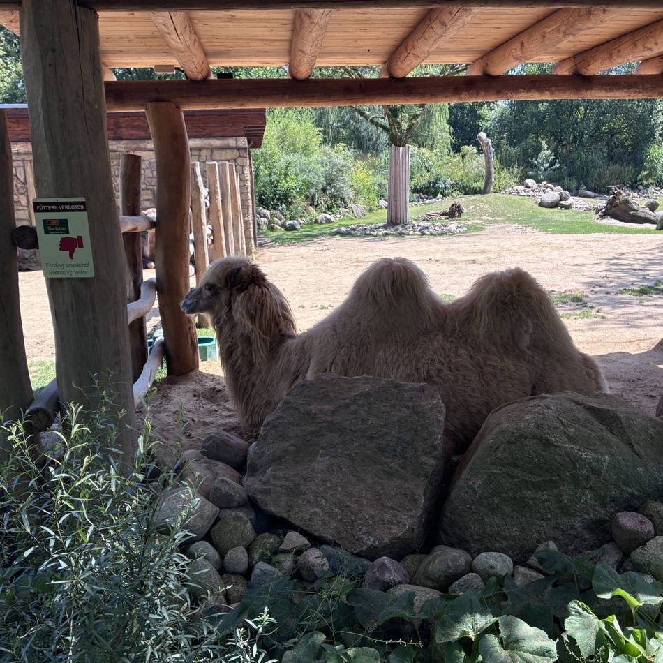 Eisbomben im Klever Tiergarten: So gehen Panda, Trampeltier und Co. mit der Hitzewelle um