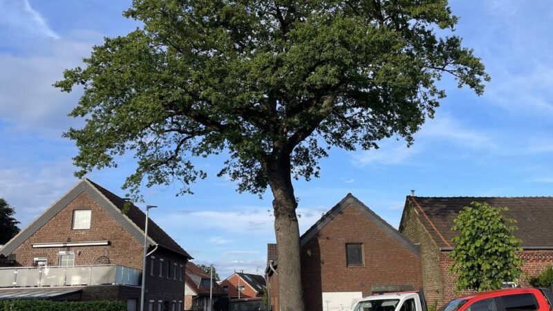 Naturdenkmal in Mönchengladbach: Weshalb die Stadt einen geschützten Baum fällen lässt