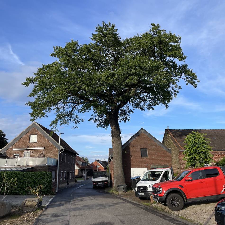 Naturdenkmal in Mönchengladbach: Weshalb die Stadt einen geschützten Baum fällen lässt