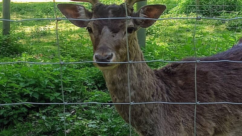 Ausflugstipp – Wildgehege Süchtelner Höhen: „Wenn das Damwild beim Äsen mit dem Wedel wackelt, ist es glücklich“