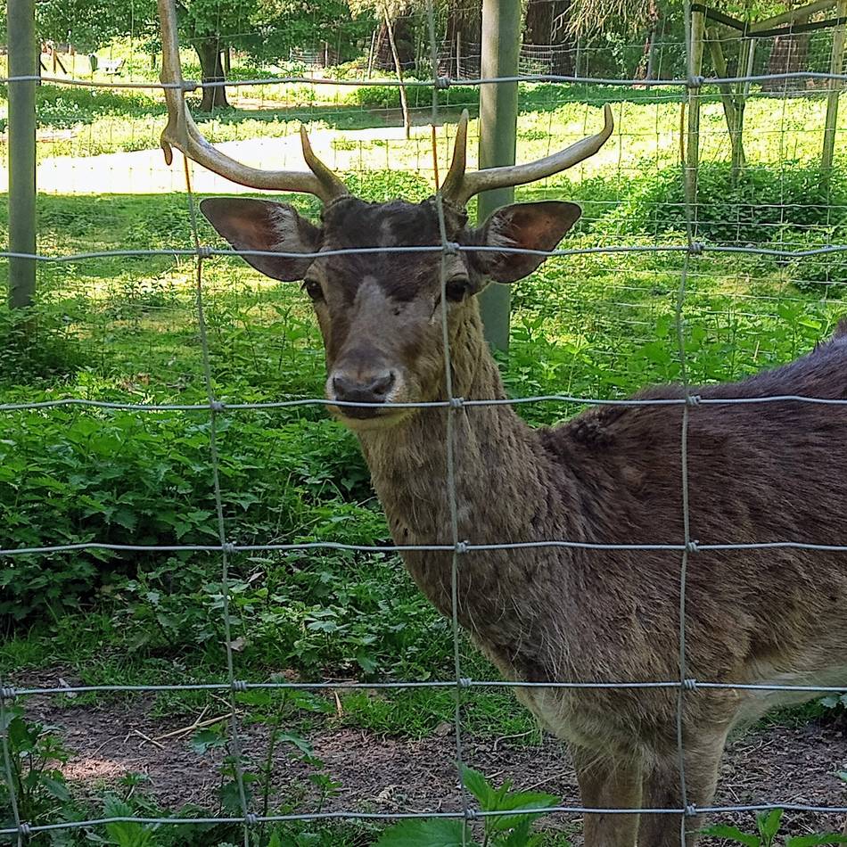Ausflugstipp – Wildgehege Süchtelner Höhen: „Wenn das Damwild beim Äsen mit dem Wedel wackelt, ist es glücklich“