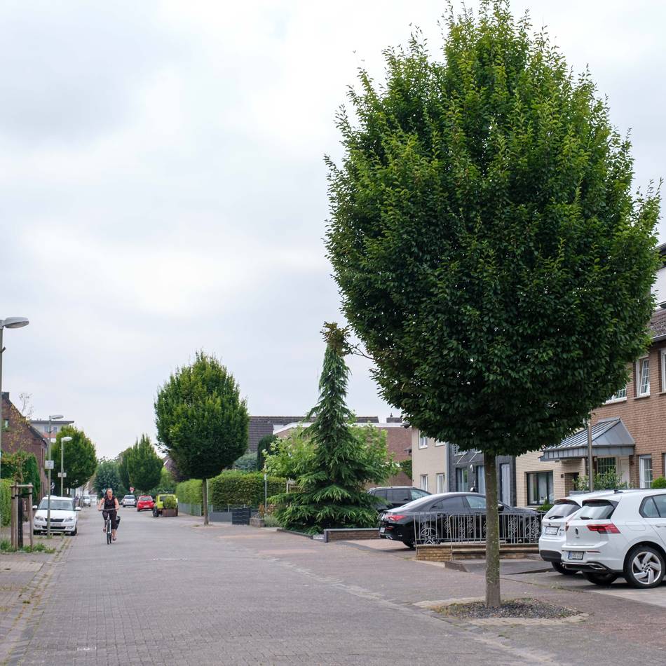 Bis zu 50 Prozent weniger Parkplätze: Jetzt doch keine Fahrradstraße – Diskussion um Kastanienallee geht weiter