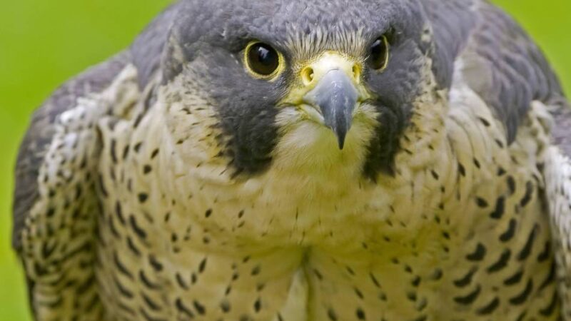Flugkünstler in Leverkusen: Schnellste Vögel der Welt nisten am Bayer-Schornstein