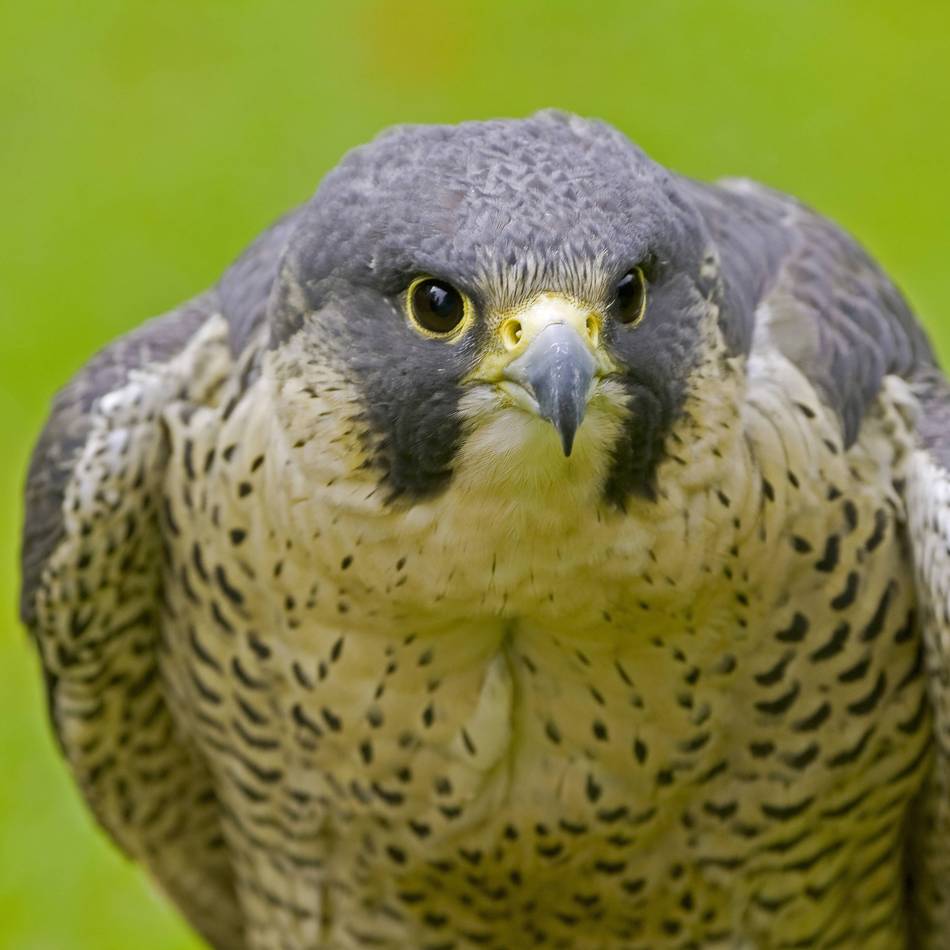Flugkünstler in Leverkusen: Schnellste Vögel der Welt nisten am Bayer-Schornstein