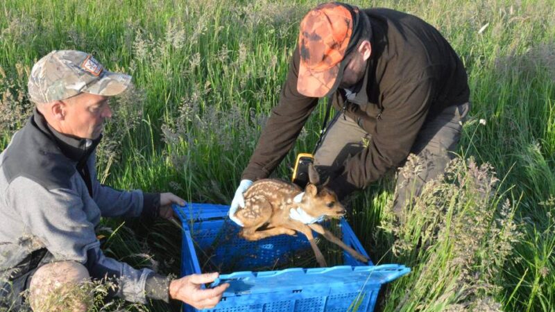 Rund um Wermelskirchen im Einsatz: Auf Kitzsuche im Morgengrauen