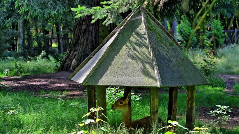 Tierisch heiß in Dormagen: Sonnenöl für die Hängebauchschweine – so überstehen Tiere die Hitze