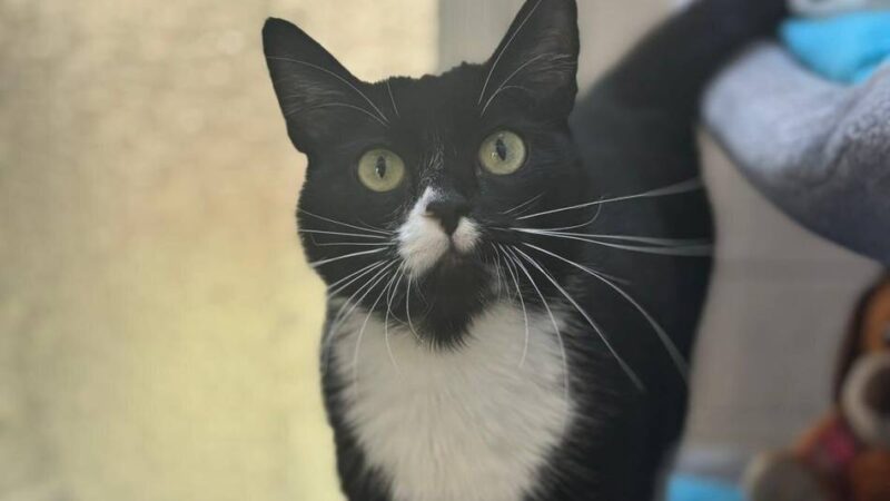 Tier der Woche in Nettetal: Lucy ist eine Prinzessin mit Freiheitswunsch