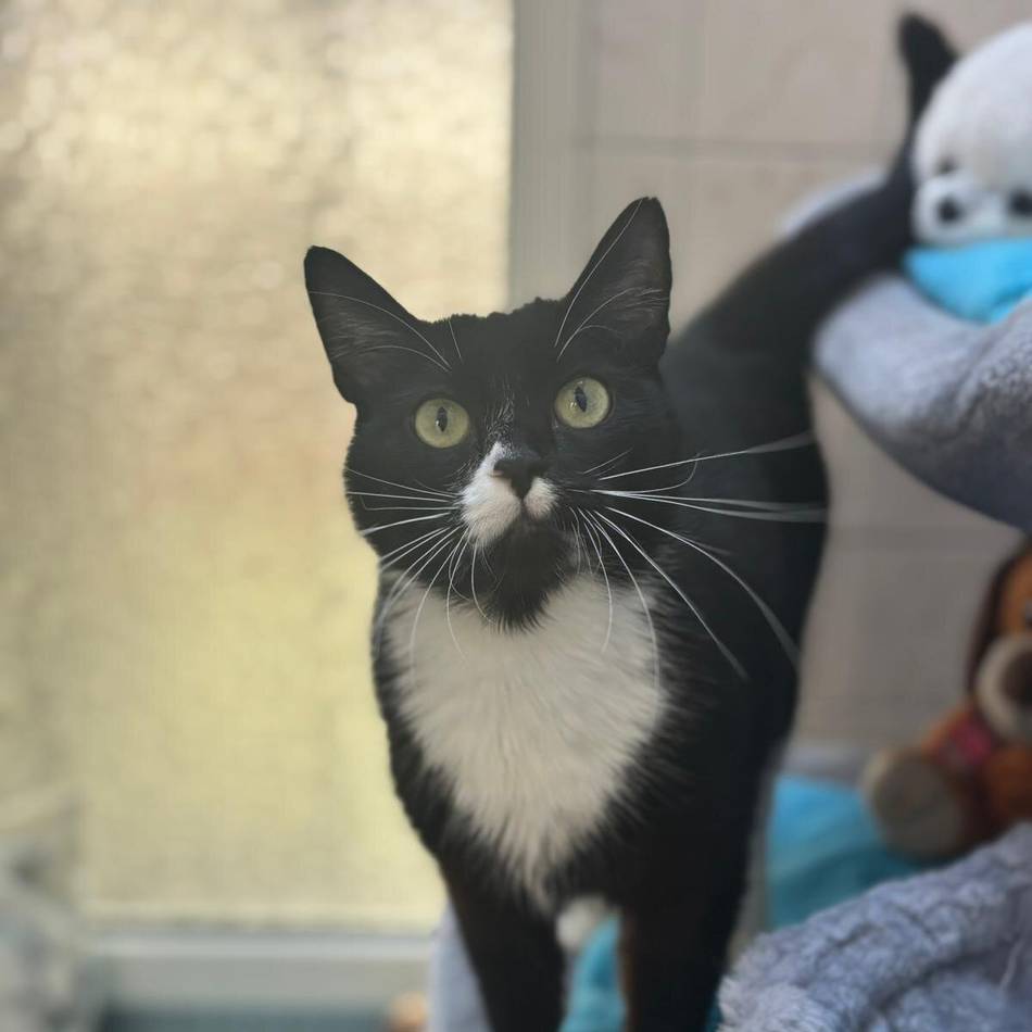 Tier der Woche in Nettetal: Lucy ist eine Prinzessin mit Freiheitswunsch