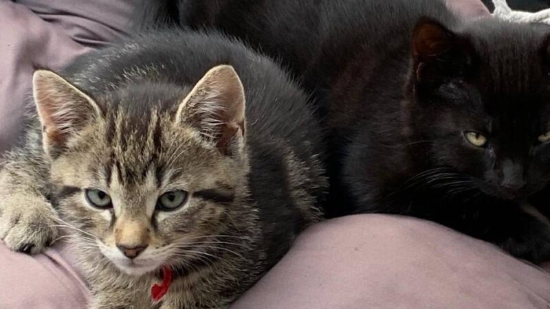 Kätzchen in Krefeld  verschwunden: Wo sind Lilly und Daisy?