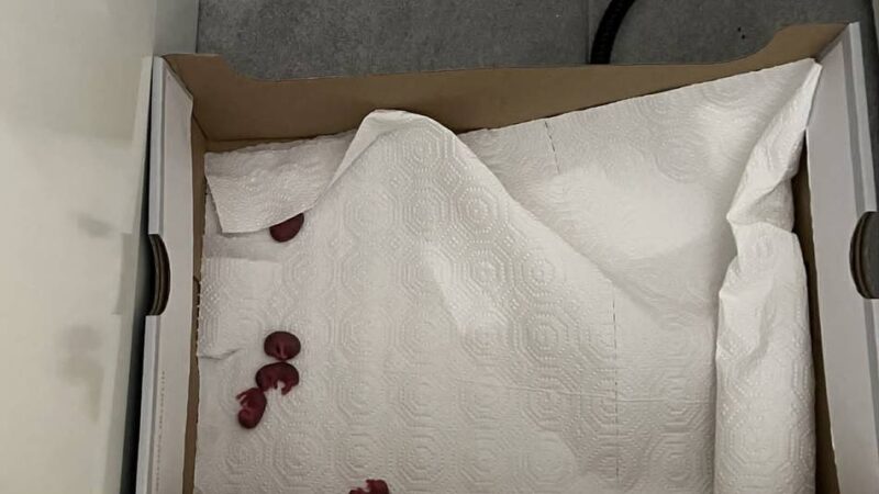 Hund Cookie war Schuld: Neusserin entdeckt fünf Mäuse-Babys in ihrer Küche