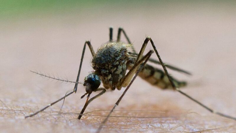Gesundheitsamt des Oberbergischen Kreises: Was tun nach einem Mücken- oder Zeckenstich?