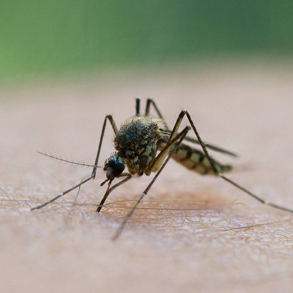 Gesundheitsamt des Oberbergischen Kreises: Was tun nach einem Mücken- oder Zeckenstich?