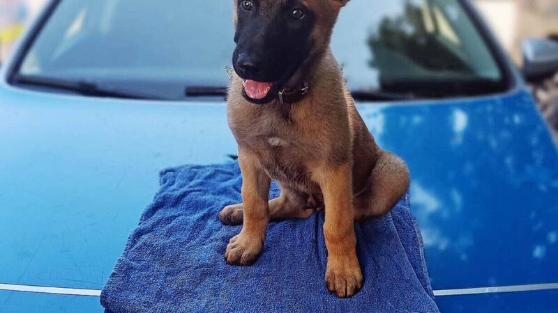 Kreispolizei Mettmann: Malinois-Welpe „Sid“ verstärkt die Diensthundestaffel