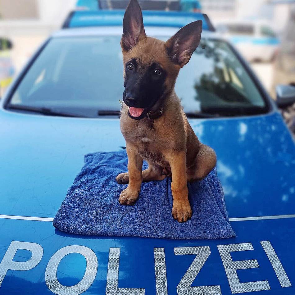 Kreispolizei Mettmann: Malinois-Welpe „Sid“ verstärkt die Diensthundestaffel
