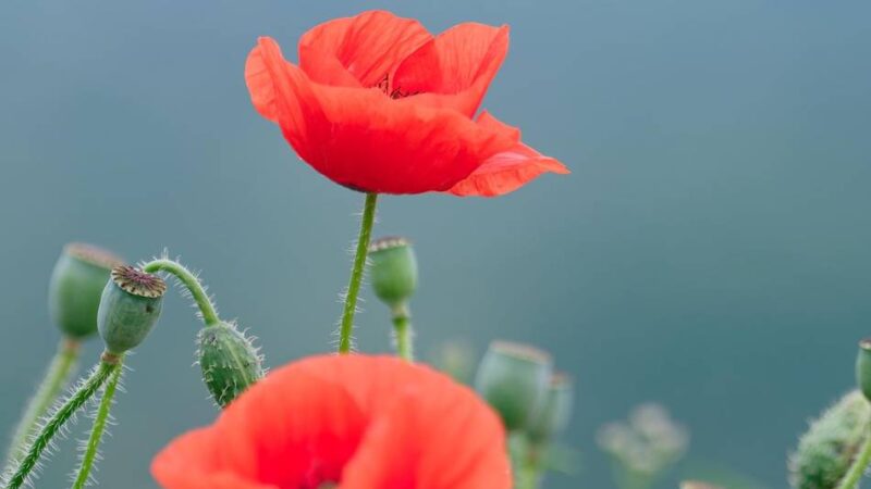 Naturschützer bitten um Hilfe: Bedrohen Hitzewellen die Hummeln am Niederrhein?