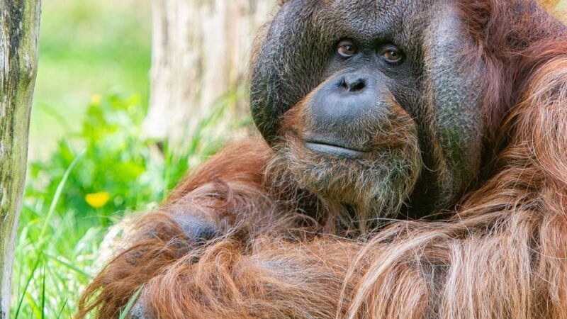 Menschenaffe wurde 43 Jahre alt: Apenheul in Apeldoorn trauert um Orang-Utan Kevin