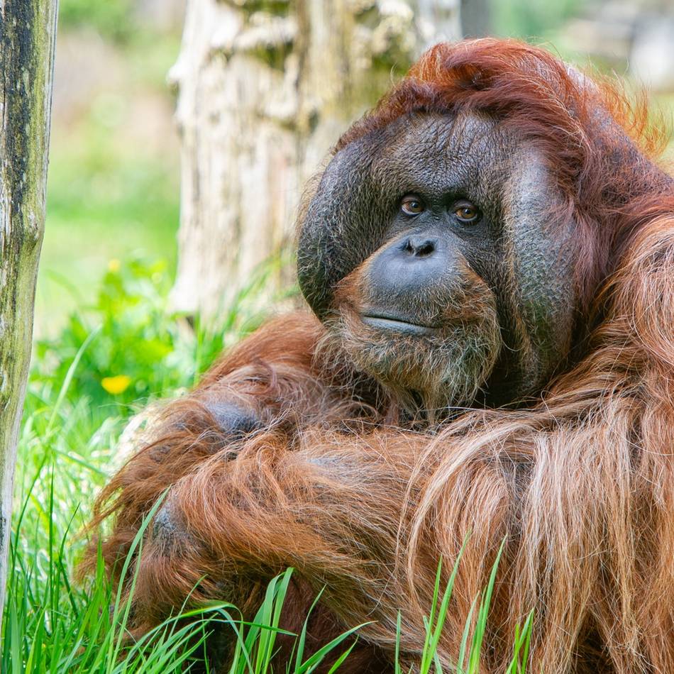 Menschenaffe wurde 43 Jahre alt: Apenheul in Apeldoorn trauert um Orang-Utan Kevin