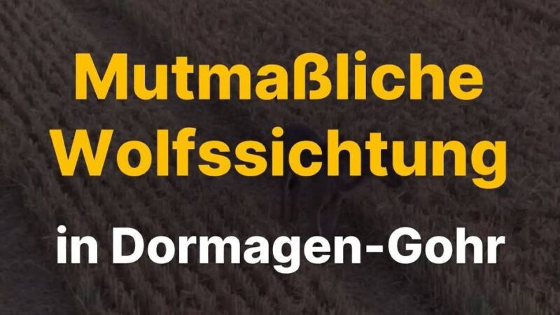Sichtungen in Dormagen häufen sich: Drohne filmt mutmaßlichen Wolf in Gohr