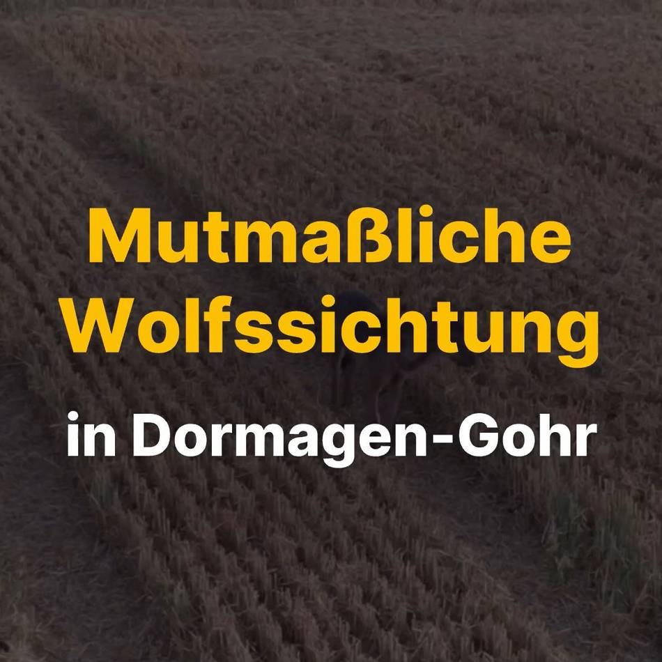 Sichtungen in Dormagen häufen sich: Drohne filmt mutmaßlichen Wolf in Gohr