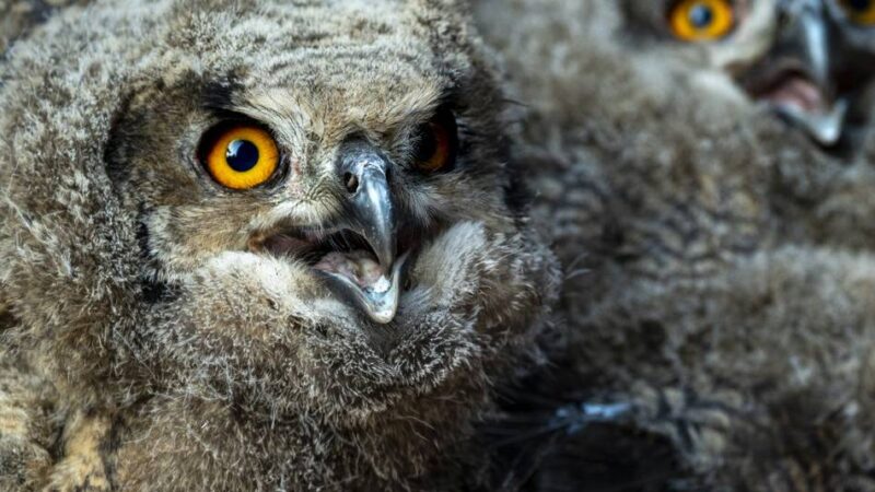 Burgers‘ Zoo Arnheim: Wildes Uhu-Paar brütet im Zoo – vier Küken geschlüpft