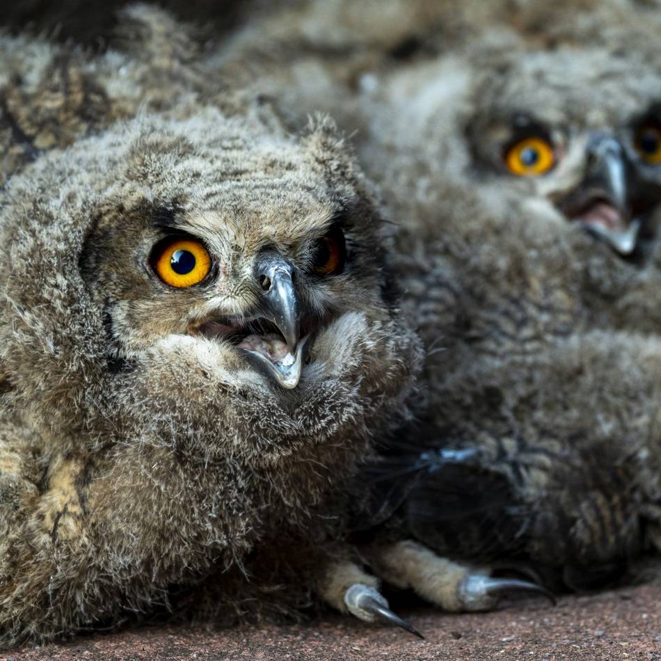 Burgers‘ Zoo Arnheim: Wildes Uhu-Paar brütet im Zoo – vier Küken geschlüpft