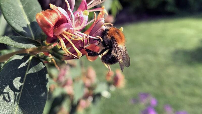 Veterinäramt des Oberbergischen Kreises: In Hückeswagen ist die „Amerikanische Faulbrut“ bei Bienen ausgebrochen