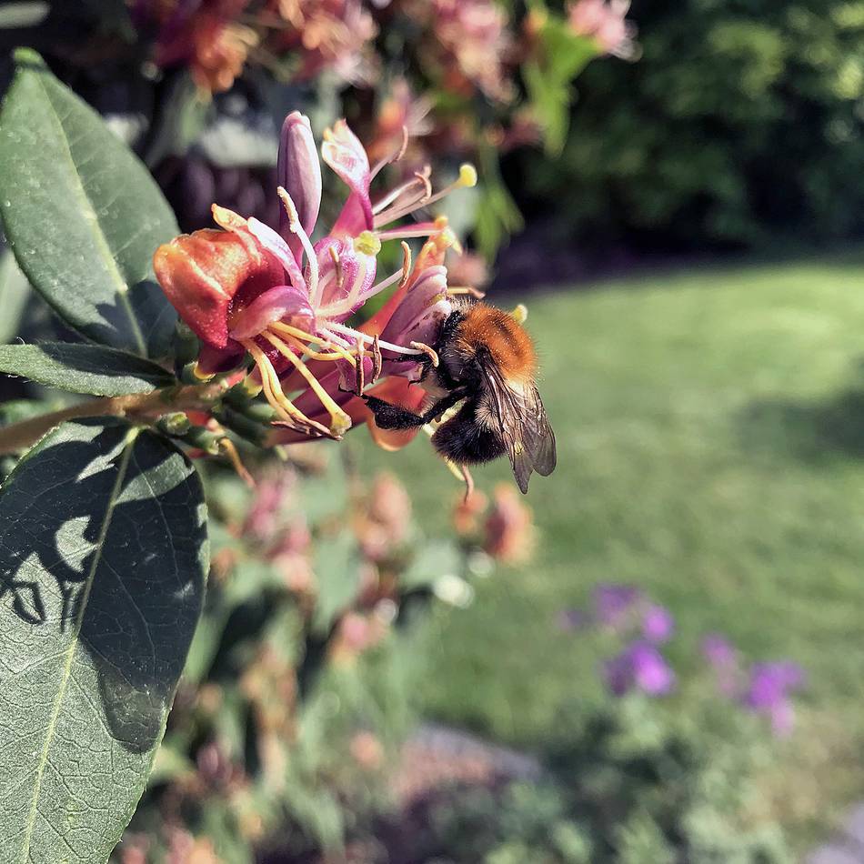 Veterinäramt des Oberbergischen Kreises: In Hückeswagen ist die „Amerikanische Faulbrut“ bei Bienen ausgebrochen