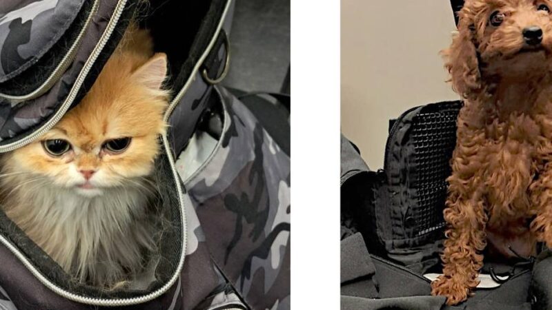 Am Flughafen Düsseldorf gestoppt: Für 600 Euro – Mann schmuggelt Toypudel und Katze nach Deutschland
