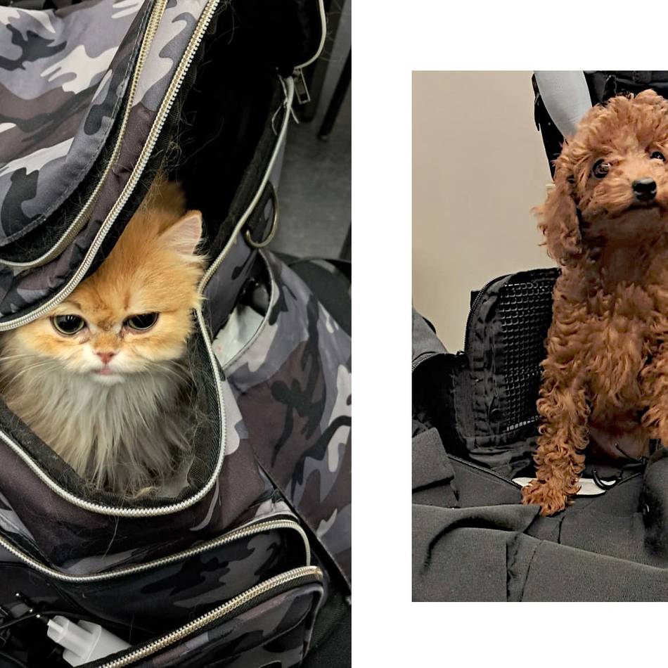 Am Flughafen Düsseldorf gestoppt: Für 600 Euro – Mann schmuggelt Toypudel und Katze nach Deutschland