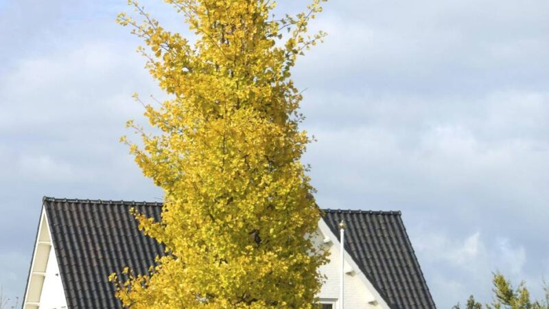 Natürlicher Klimaschutz: CDU fordert Konzept für mehr Bäume in Sonsbeck