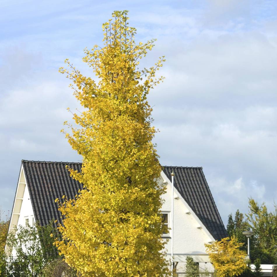 Natürlicher Klimaschutz: CDU fordert Konzept für mehr Bäume in Sonsbeck