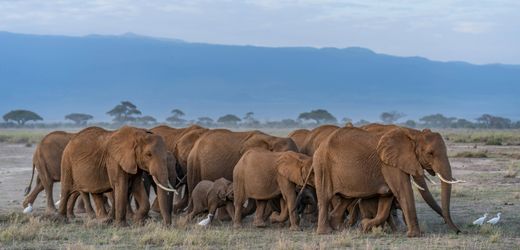Kenia: Elefanten in Amboseli Nationalpark sterben auf rätselhafte Weise