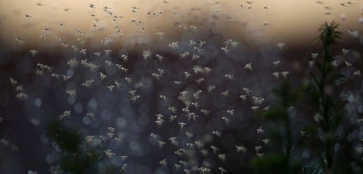 Sommertage mit Regen bieten optimale Bedingungen für Mücken