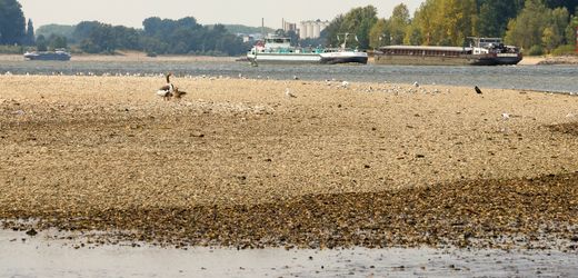 Rhein: Niedriger Pegel lässt Frachtkosten steigen