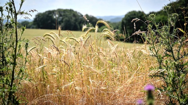 Geplantes Gewerbegebiet „Große Feld“: Stadt Velbert informiert