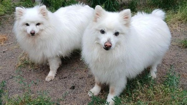 Anki und Yenn aus dem Velberter Tierheim suchen gemeinsam ihr großes Glück
