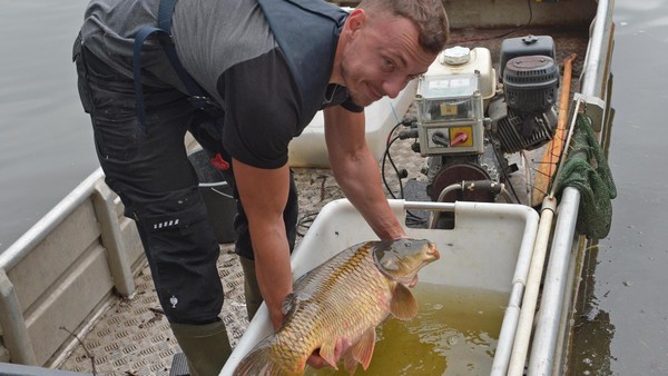 Fische aus Heiligenhaus schwimmen nach Umzug jetzt in kühleren Gewässern