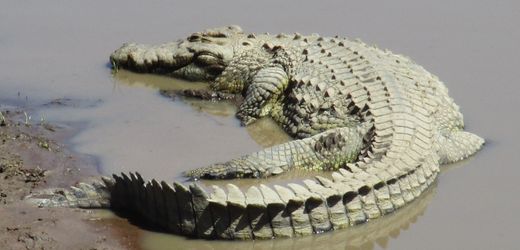 Israel will Krokodile zur Sicherung von Gefängnissen einsetzen