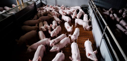Schweinehaltung: Warum Ferkelzüchter trotz hoher Fleischpreise kaum verdienen