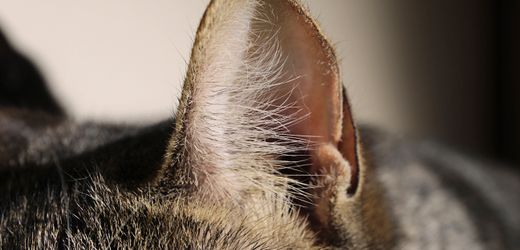 Bad Mergentheim: Unbekannte kritzeln Katze Hakenkreuz ins Ohr