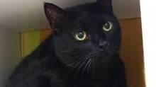 Tier der Woche aus Hilden: Katze Kira sucht ein ruhiges Zuhause