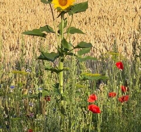 Kolumne Denkanstoß: Mehr Muße und Gelassenheit
