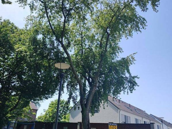 Spielplatz in Anrath: 21 Meter hoher Silber-Ahorn wird gefällt