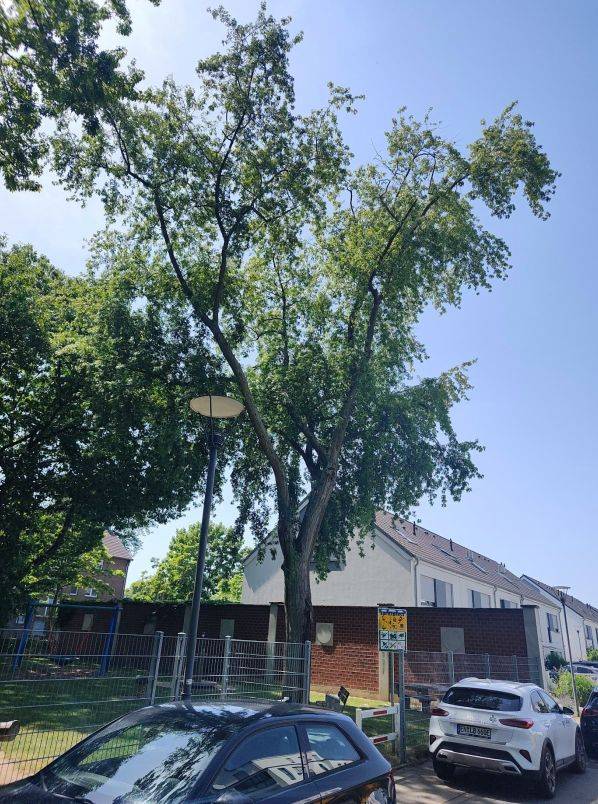 Spielplatz in Anrath: 21 Meter hoher Silber-Ahorn wird gefällt