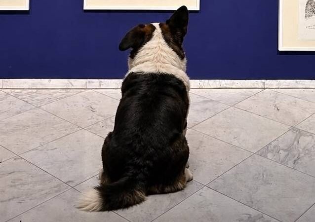 Museum Schloss Moyland: Hunde dürfen in Moyländer Ausstellung