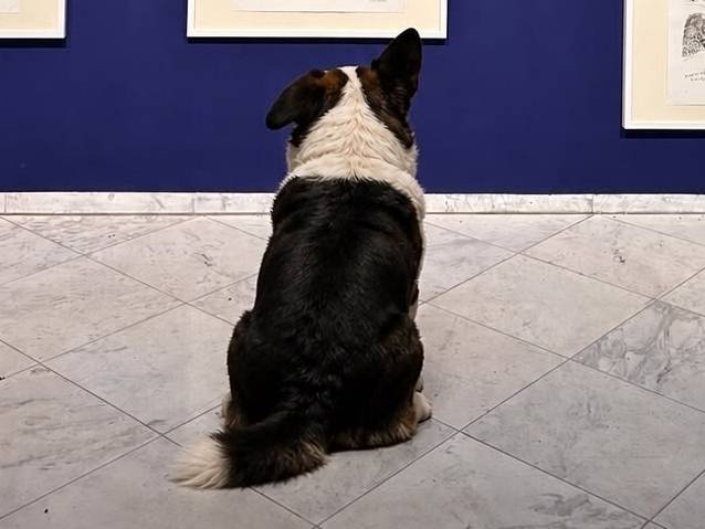 Museum Schloss Moyland: Hunde dürfen in Moyländer Ausstellung