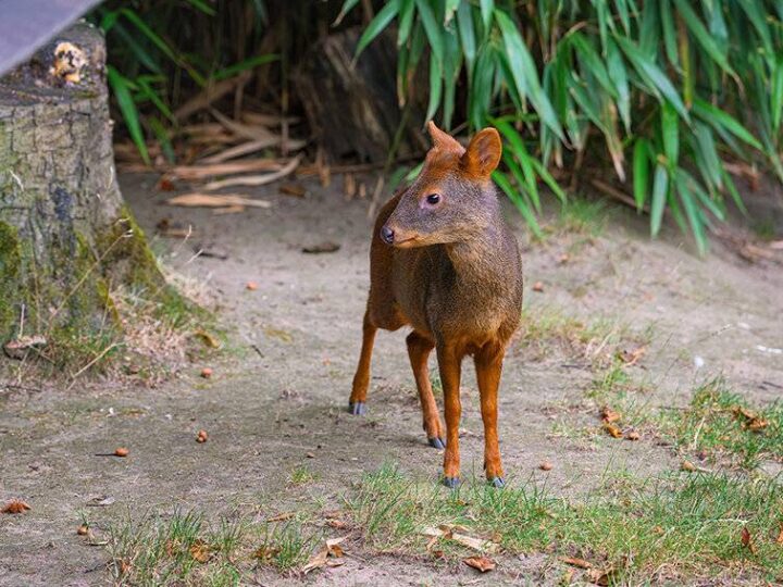 Pudu aus Südamerika: Im Duisburger Zoo ist der kleinste Hirsch der Welt eingezogen