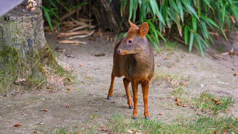 Pudu aus Südamerika: Im Duisburger Zoo ist der kleinste Hirsch der Welt eingezogen